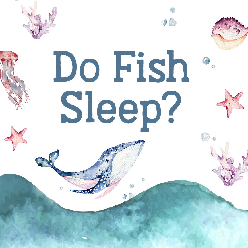 Do Fish Sleep? Square Image