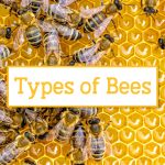 Header Types of Bees