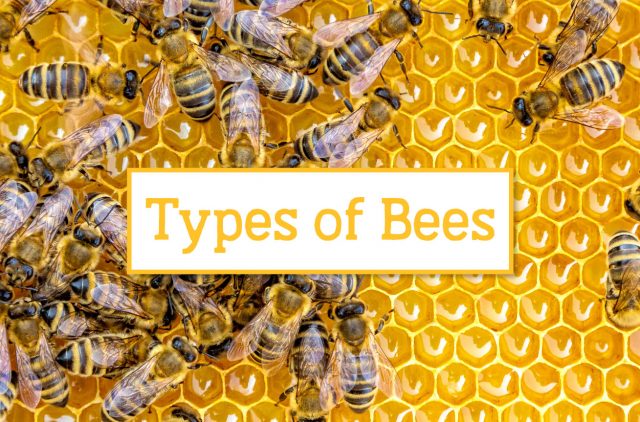 Header Types of Bees