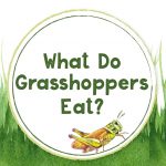 Header What Do Grasshoppers Eat?