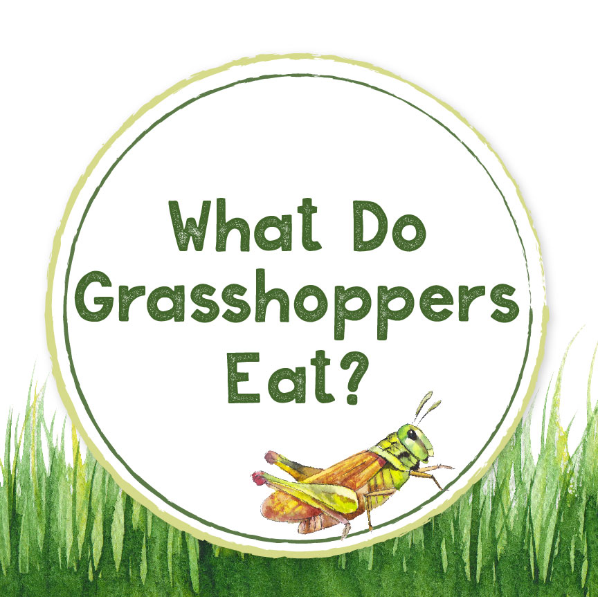 What Do Grasshoppers Eat? Square Image