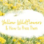 Yellow Wildflowers and How to Press Them Header