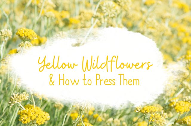 Yellow Wildflowers and How to Press Them Header