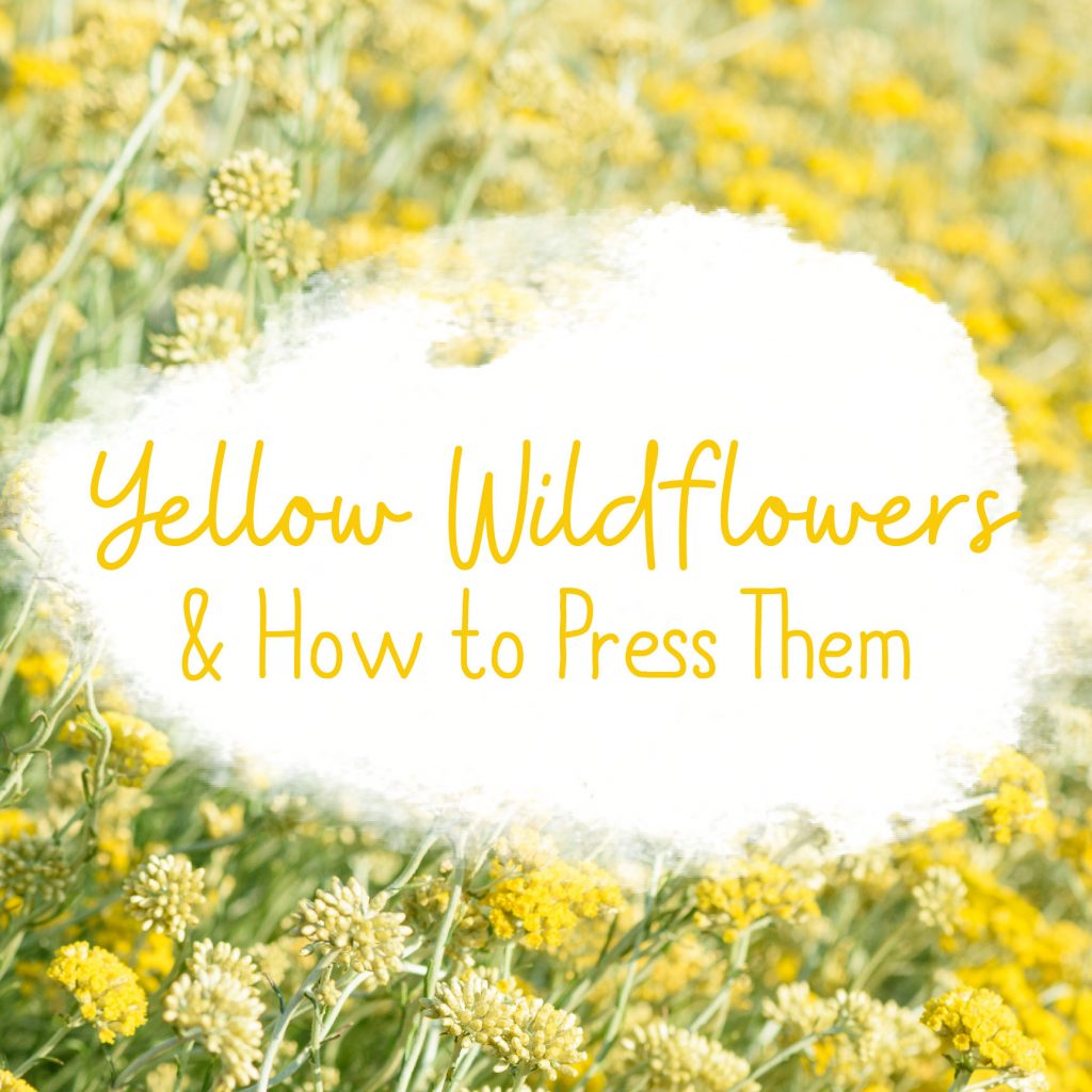 Yellow Wildflowers and How to Press Them Square Image