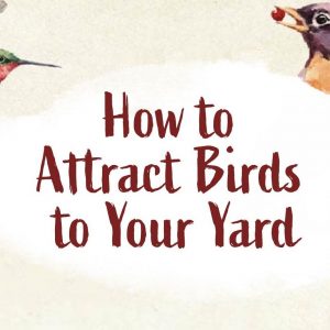 Banner for How to Attract Birds to Your Yard