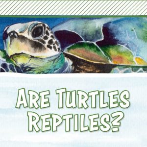 Illustrated Banner for Are Turtles Reptiles? Blog Post